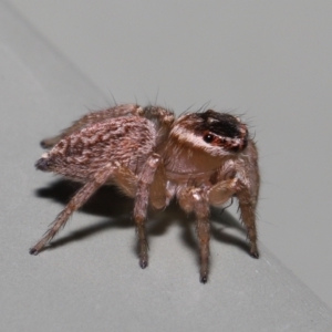 Maratus griseus at Wellington Point, QLD - suppressed