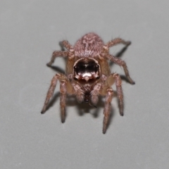 Maratus griseus at Wellington Point, QLD - suppressed