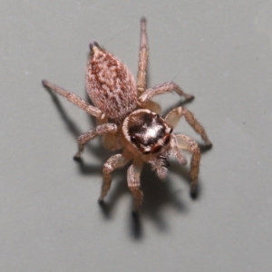 Maratus griseus at Wellington Point, QLD - 29 Mar 2022