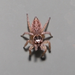 Maratus griseus at Wellington Point, QLD - suppressed