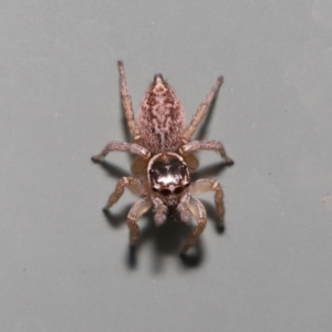 Maratus griseus at Wellington Point, QLD - 29 Mar 2022