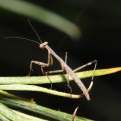 Unidentified Praying mantis (Mantodea) at Wellington Point, QLD - 29 Mar 2022 by TimL