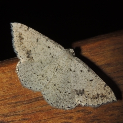 Taxeotis intextata (Looper Moth, Grey Taxeotis) at Conder, ACT - 31 Dec 2021 by michaelb