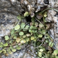 Asplenium flabellifolium (Necklace Fern) at Jagungal Wilderness, NSW - 15 Apr 2022 by NedJohnston