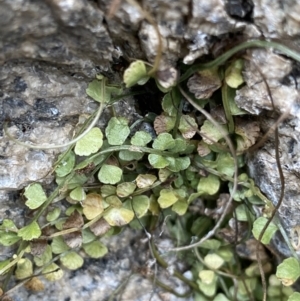 Asplenium flabellifolium at Jagungal Wilderness, NSW - 15 Apr 2022