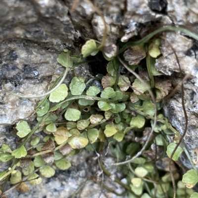 Asplenium flabellifolium (Necklace Fern) at Jagungal Wilderness, NSW - 15 Apr 2022 by Ned_Johnston