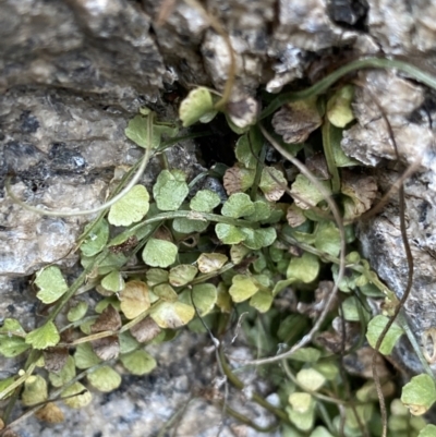 Asplenium flabellifolium (Necklace Fern) at Jagungal Wilderness, NSW - 15 Apr 2022 by NedJohnston