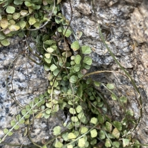 Asplenium flabellifolium at Jagungal Wilderness, NSW - 15 Apr 2022 04:04 PM