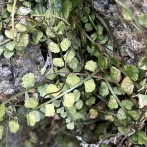 Asplenium flabellifolium at Jagungal Wilderness, NSW - 15 Apr 2022