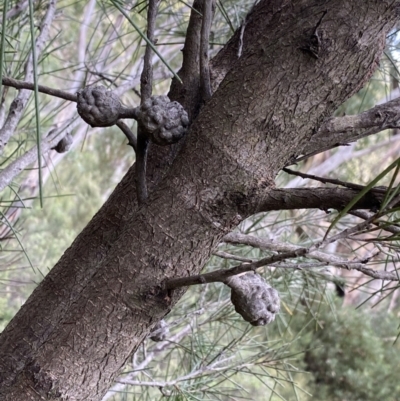 Hakea lissosperma (Needle Bush) at Jagungal Wilderness, NSW - 15 Apr 2022 by NedJohnston
