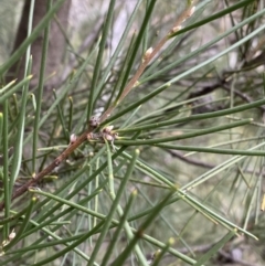 Hakea lissosperma at Jagungal Wilderness, NSW - 15 Apr 2022 03:52 PM