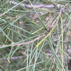 Hakea lissosperma at Jagungal Wilderness, NSW - 15 Apr 2022 03:52 PM