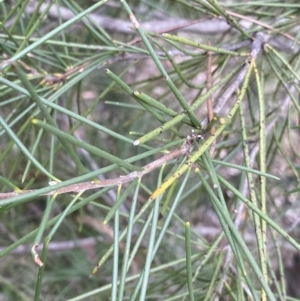 Hakea lissosperma at Jagungal Wilderness, NSW - 15 Apr 2022