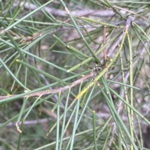 Hakea lissosperma at Jagungal Wilderness, NSW - 15 Apr 2022 03:52 PM