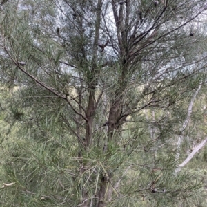 Hakea lissosperma at Jagungal Wilderness, NSW - 15 Apr 2022 03:52 PM