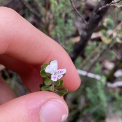 Westringia lucida (Shining Westringia) at Jagungal Wilderness, NSW - 15 Apr 2022 by Ned_Johnston