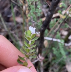 Westringia lucida at Jagungal Wilderness, NSW - 15 Apr 2022