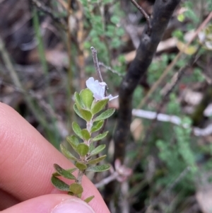 Westringia lucida at Jagungal Wilderness, NSW - 15 Apr 2022 03:51 PM