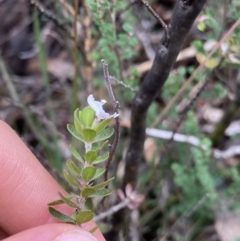 Westringia lucida at Jagungal Wilderness, NSW - 15 Apr 2022