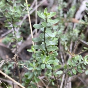 Westringia lucida at Jagungal Wilderness, NSW - 15 Apr 2022 03:51 PM