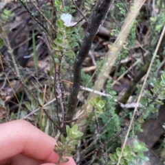 Westringia lucida at Jagungal Wilderness, NSW - 15 Apr 2022
