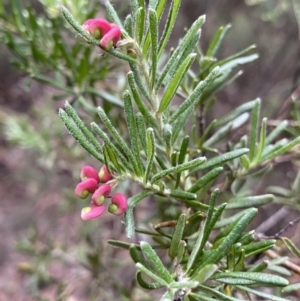 Grevillea lanigera at Jagungal Wilderness, NSW - 15 Apr 2022 03:49 PM