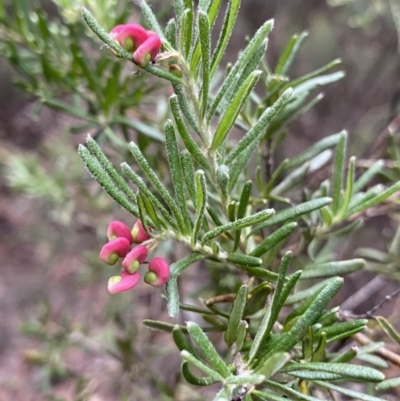 Grevillea lanigera (Woolly Grevillea) at Jagungal Wilderness, NSW - 15 Apr 2022 by Ned_Johnston