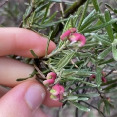 Grevillea lanigera at Jagungal Wilderness, NSW - 15 Apr 2022 03:49 PM