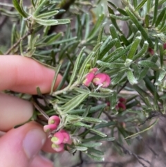 Grevillea lanigera at Jagungal Wilderness, NSW - 15 Apr 2022 03:49 PM