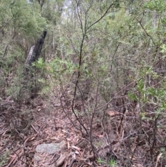 Grevillea lanigera at Jagungal Wilderness, NSW - 15 Apr 2022 03:49 PM