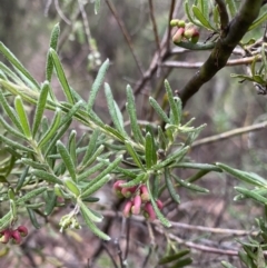 Grevillea lanigera at Jagungal Wilderness, NSW - 15 Apr 2022