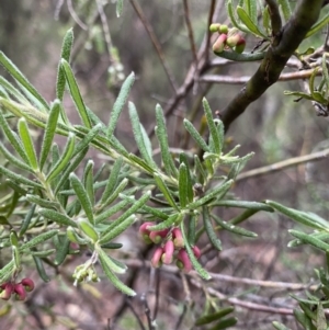 Grevillea lanigera at Jagungal Wilderness, NSW - 15 Apr 2022