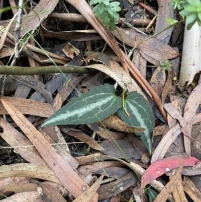 Clematis aristata (Mountain Clematis) at Jagungal Wilderness, NSW - 15 Apr 2022 by NedJohnston