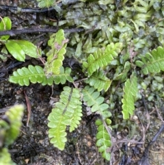 Blechnum penna-marina (Alpine Water Fern) at Jagungal Wilderness, NSW - 15 Apr 2022 by Ned_Johnston