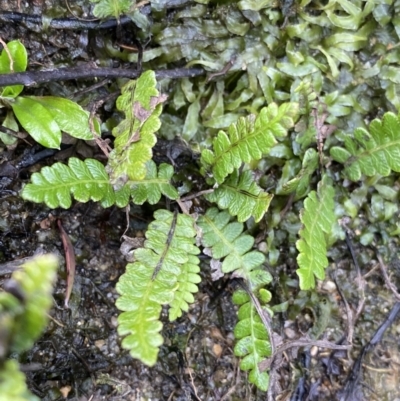 Blechnum penna-marina (Alpine Water Fern) at Jagungal Wilderness, NSW - 15 Apr 2022 by NedJohnston