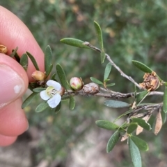 Leptospermum grandifolium (Woolly Teatree, Mountain Tea-tree) at Jagungal Wilderness, NSW - 15 Apr 2022 by NedJohnston