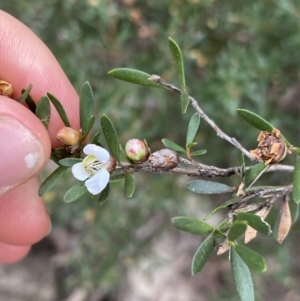 Leptospermum grandifolium at Jagungal Wilderness, NSW - 15 Apr 2022 03:38 PM