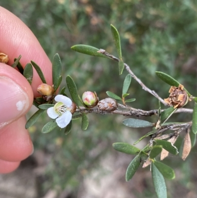 Leptospermum grandifolium (Woolly Teatree, Mountain Tea-tree) at Jagungal Wilderness, NSW - 15 Apr 2022 by Ned_Johnston