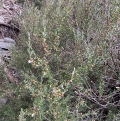 Leptospermum grandifolium at Jagungal Wilderness, NSW - 15 Apr 2022