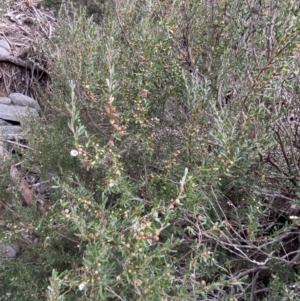 Leptospermum grandifolium at Jagungal Wilderness, NSW - 15 Apr 2022 03:38 PM