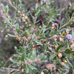 Leptospermum grandifolium at Jagungal Wilderness, NSW - 15 Apr 2022 03:38 PM