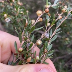 Leptospermum grandifolium at Jagungal Wilderness, NSW - 15 Apr 2022 03:38 PM