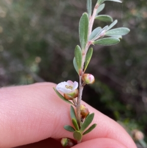 Leptospermum grandifolium at Jagungal Wilderness, NSW - 15 Apr 2022 03:38 PM