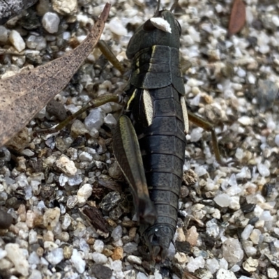 Kosciuscola cuneatus (A grasshopper) at Jagungal Wilderness, NSW - 15 Apr 2022 by NedJohnston