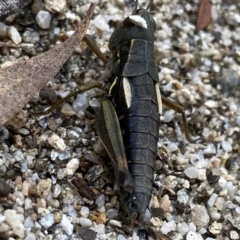 Kosciuscola cuneatus (A grasshopper) at Kosciuszko National Park - 15 Apr 2022 by Ned_Johnston