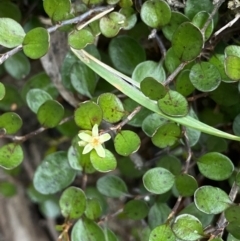 Muehlenbeckia axillaris (Matted Lignum) at Jagungal Wilderness, NSW - 15 Apr 2022 by NedJohnston