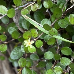 Muehlenbeckia axillaris at Jagungal Wilderness, NSW - 15 Apr 2022 03:34 PM