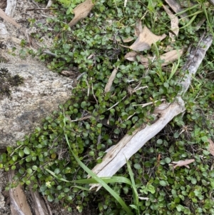 Muehlenbeckia axillaris at Jagungal Wilderness, NSW - 15 Apr 2022