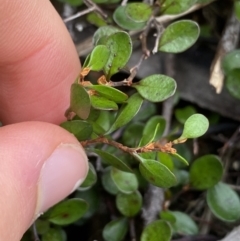 Muehlenbeckia axillaris at Jagungal Wilderness, NSW - 15 Apr 2022 03:34 PM