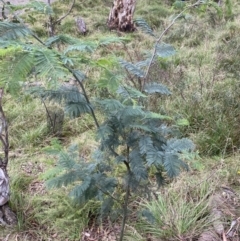 Acacia dealbata (Silver Wattle) at Jagungal Wilderness, NSW - 15 Apr 2022 by NedJohnston